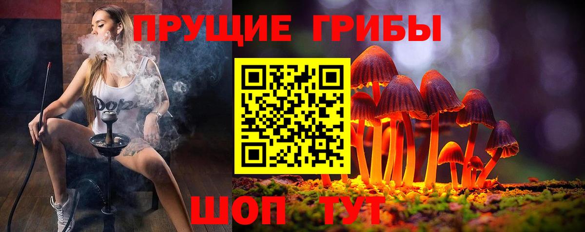 Псилоцибиновые грибы Psilocybe Кингисепп